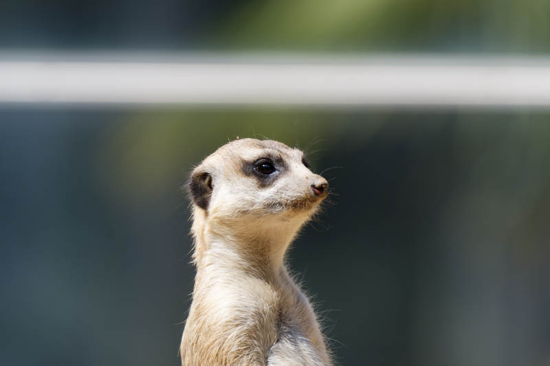 警觉的猫鼬图片