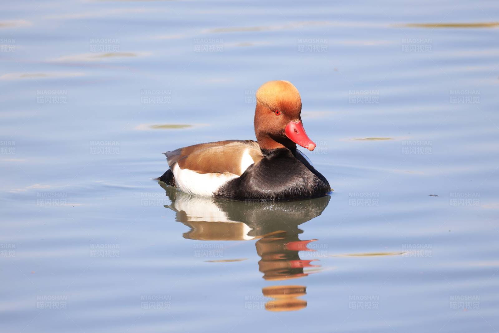 赤嘴潜鸭（雄） 北京玉渊潭公园图片
