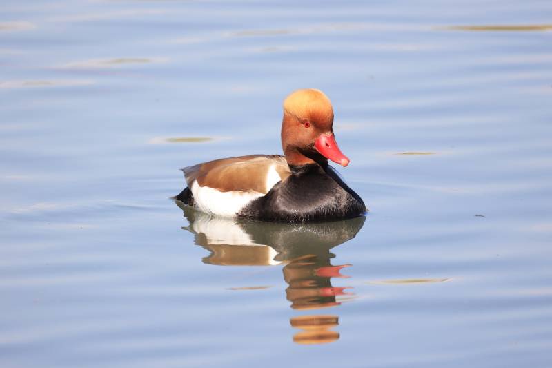 赤嘴潜鸭（雄） 北京玉渊潭公园图片