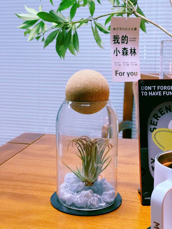 迷你空中花园礼盒图片