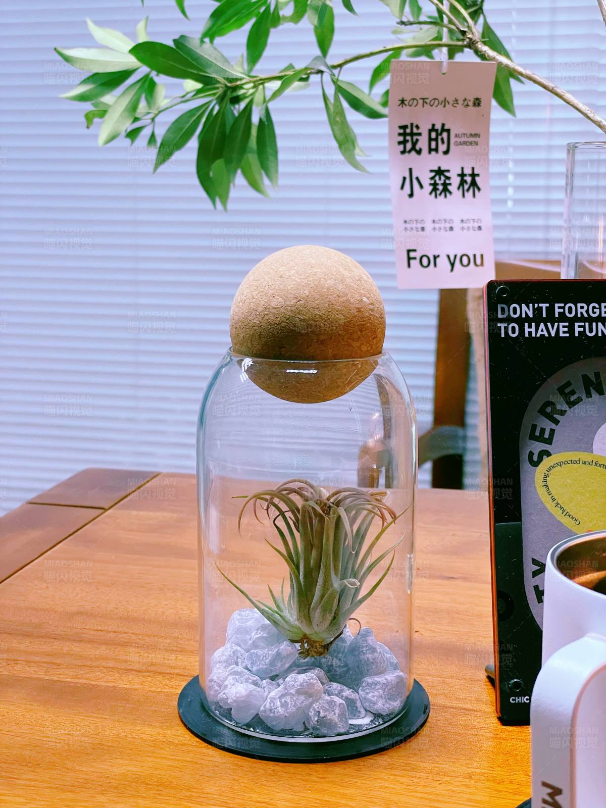 迷你空中花园礼盒图片