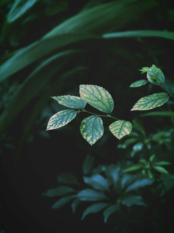 热带雨林的绿叶图片