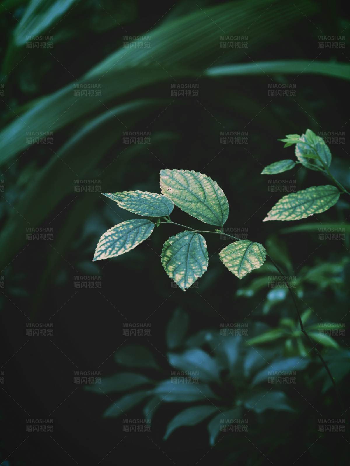 热带雨林的绿叶图片