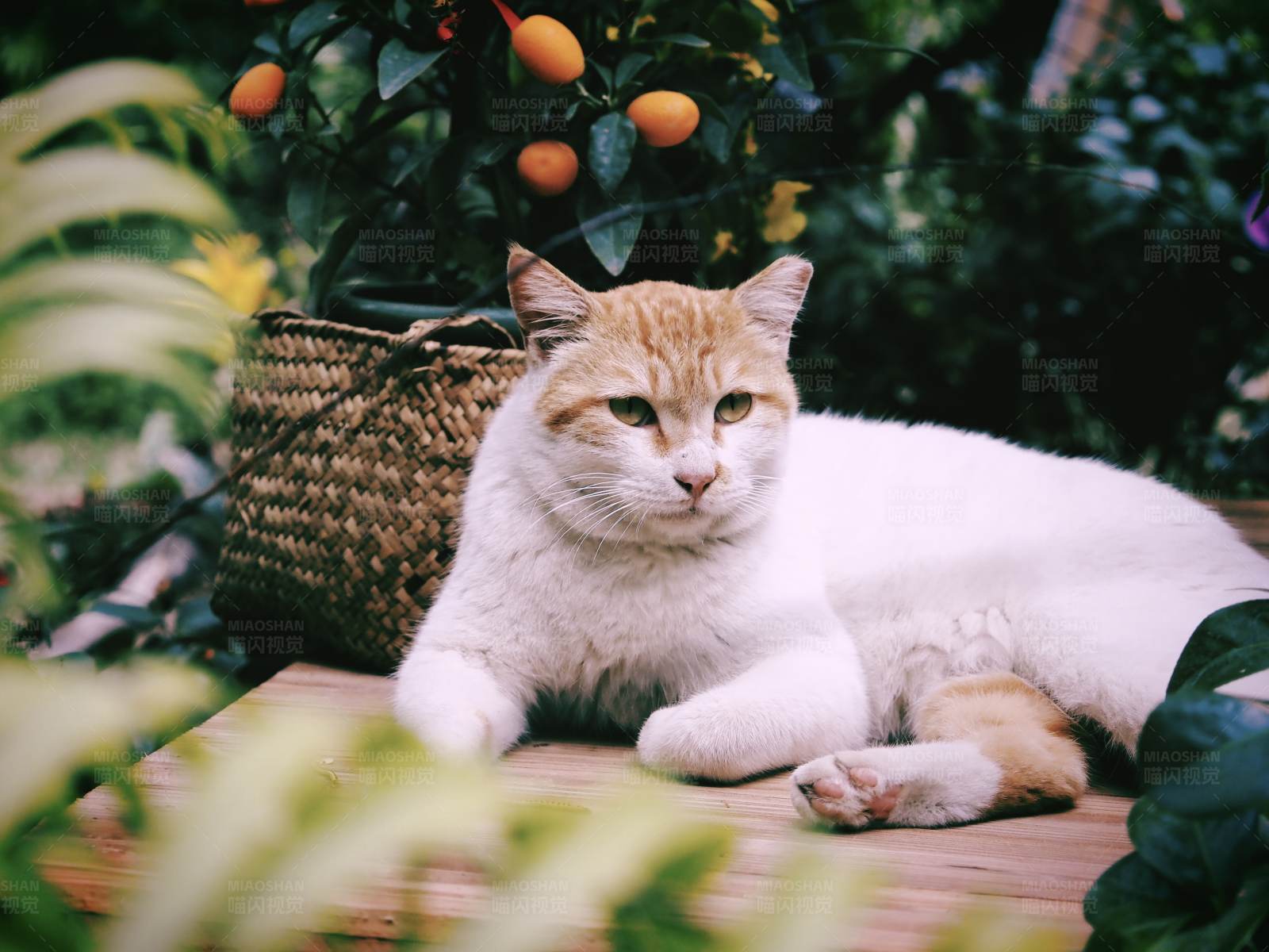 橘猫悠闲花园时光图片