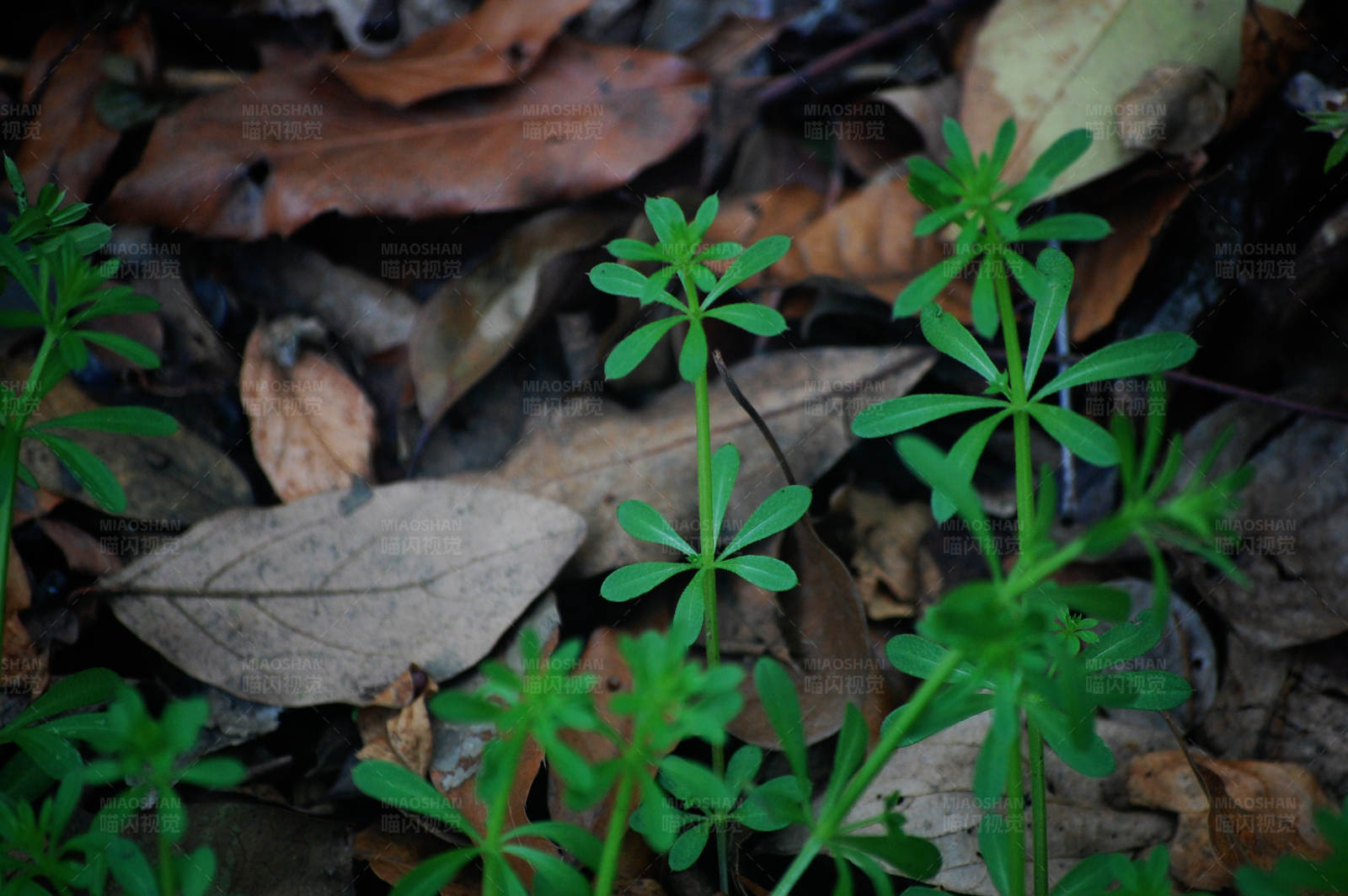 森林地面上的嫩绿小苗图片
