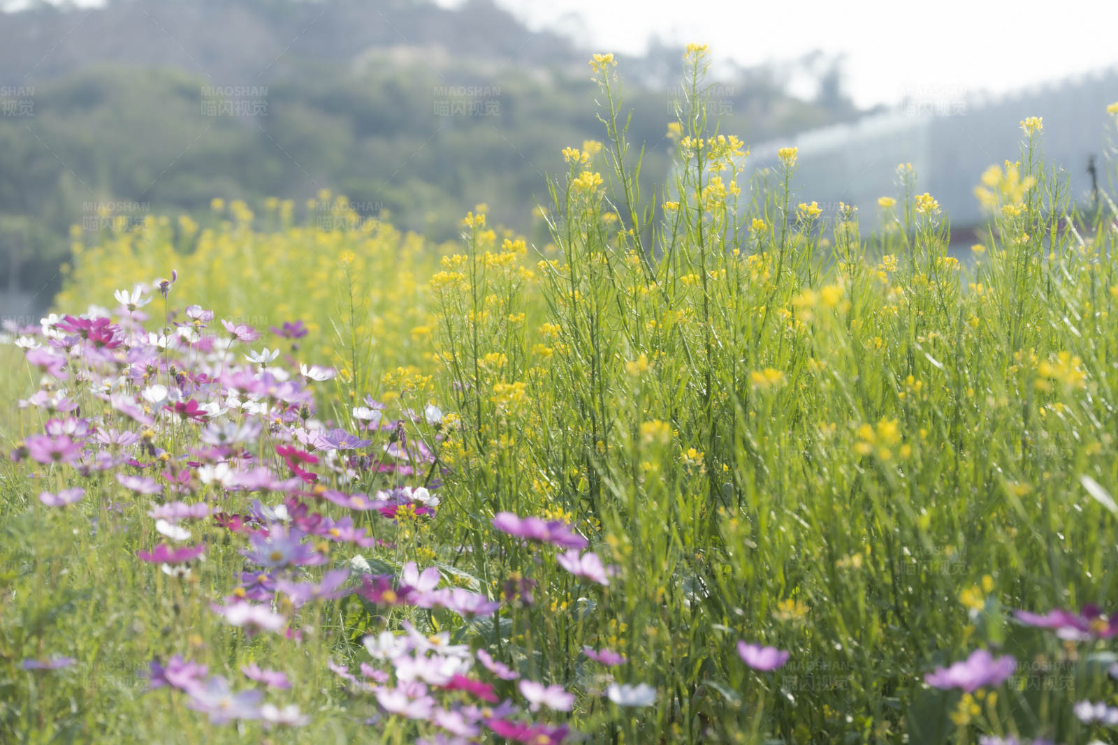 花海绽放 春意盎然图片