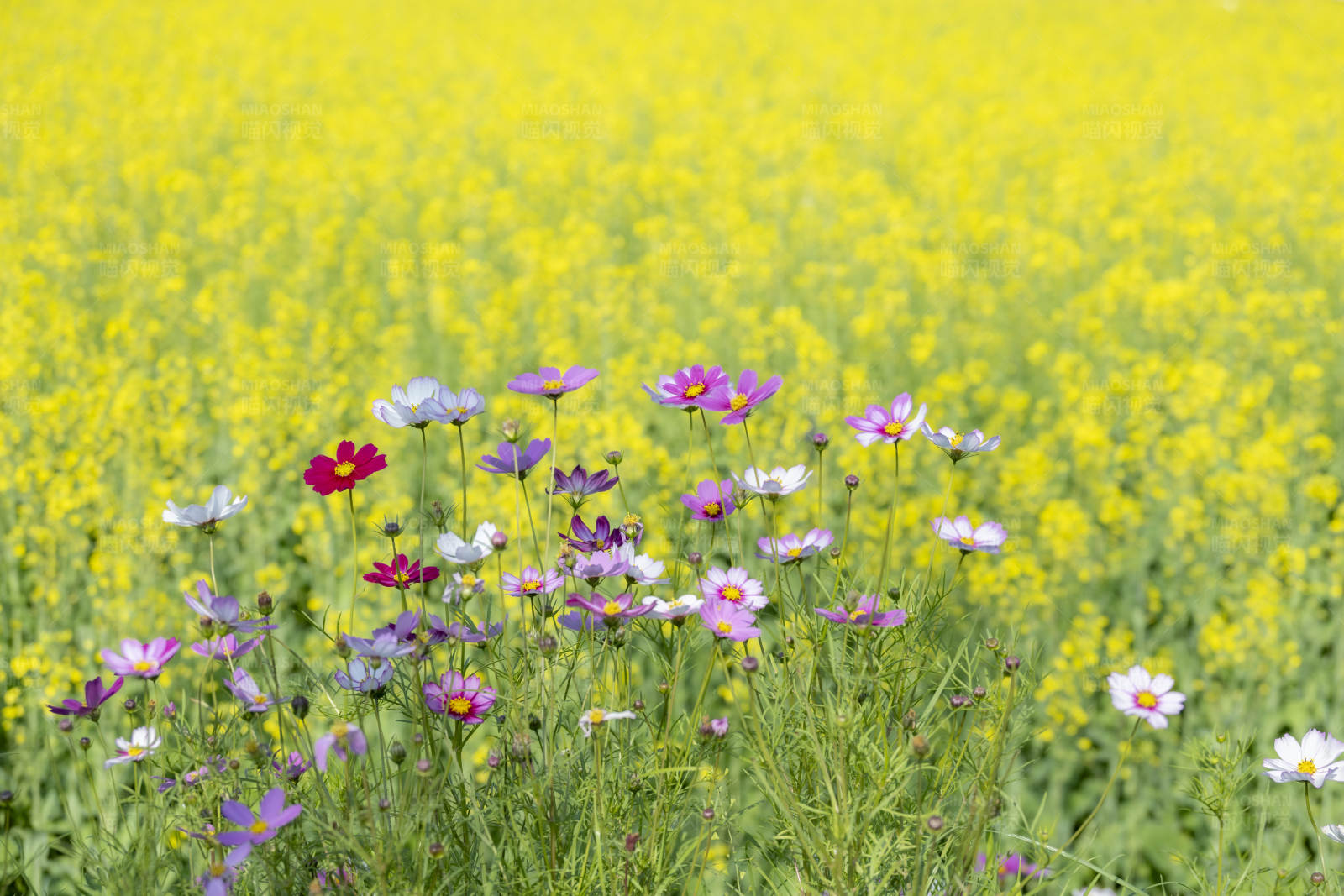 花海中的多彩宇宙花图片
