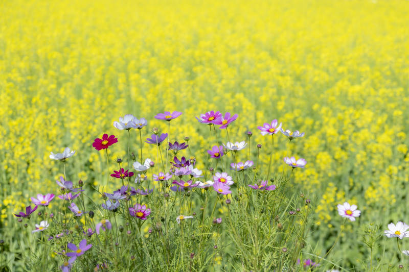 花海中的多彩宇宙花图片