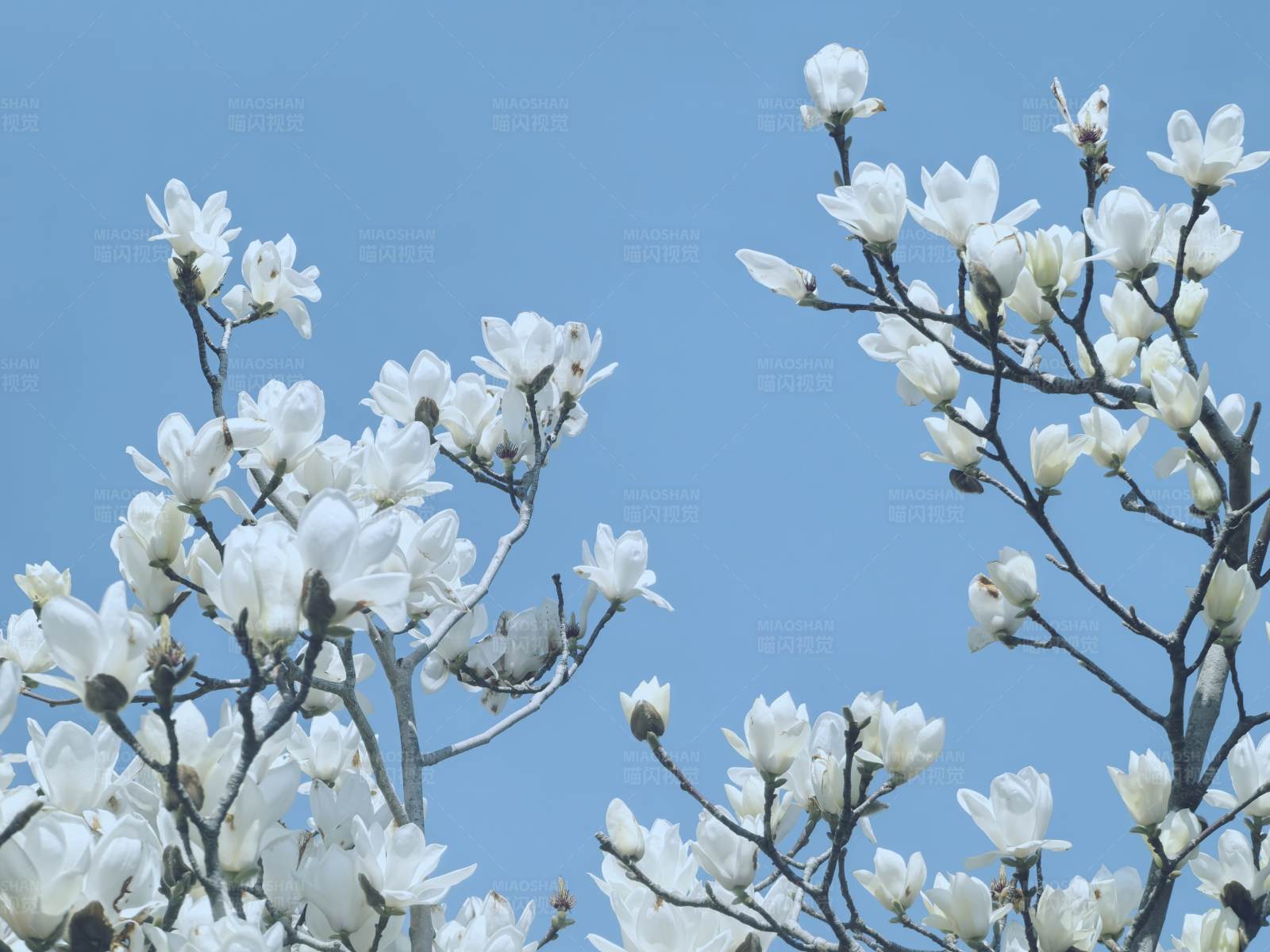 白玉兰花开满枝头图片