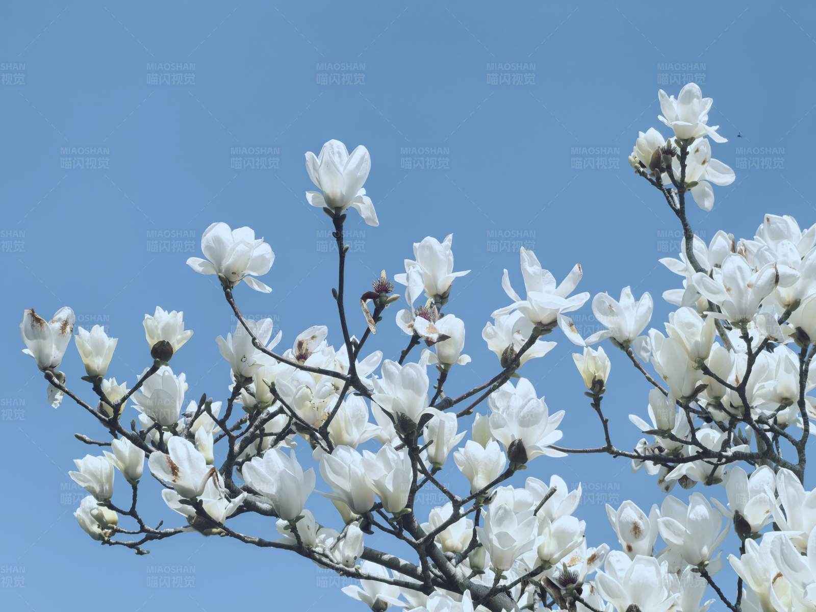 白玉兰花开满枝头图片