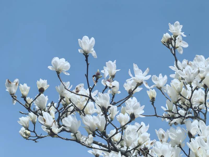 白玉兰花开满枝头图片