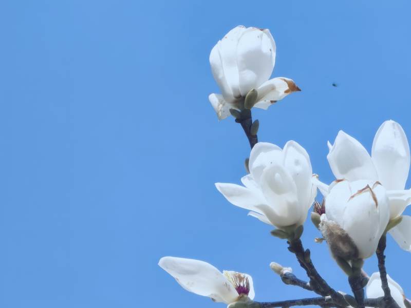 白玉兰花开图片