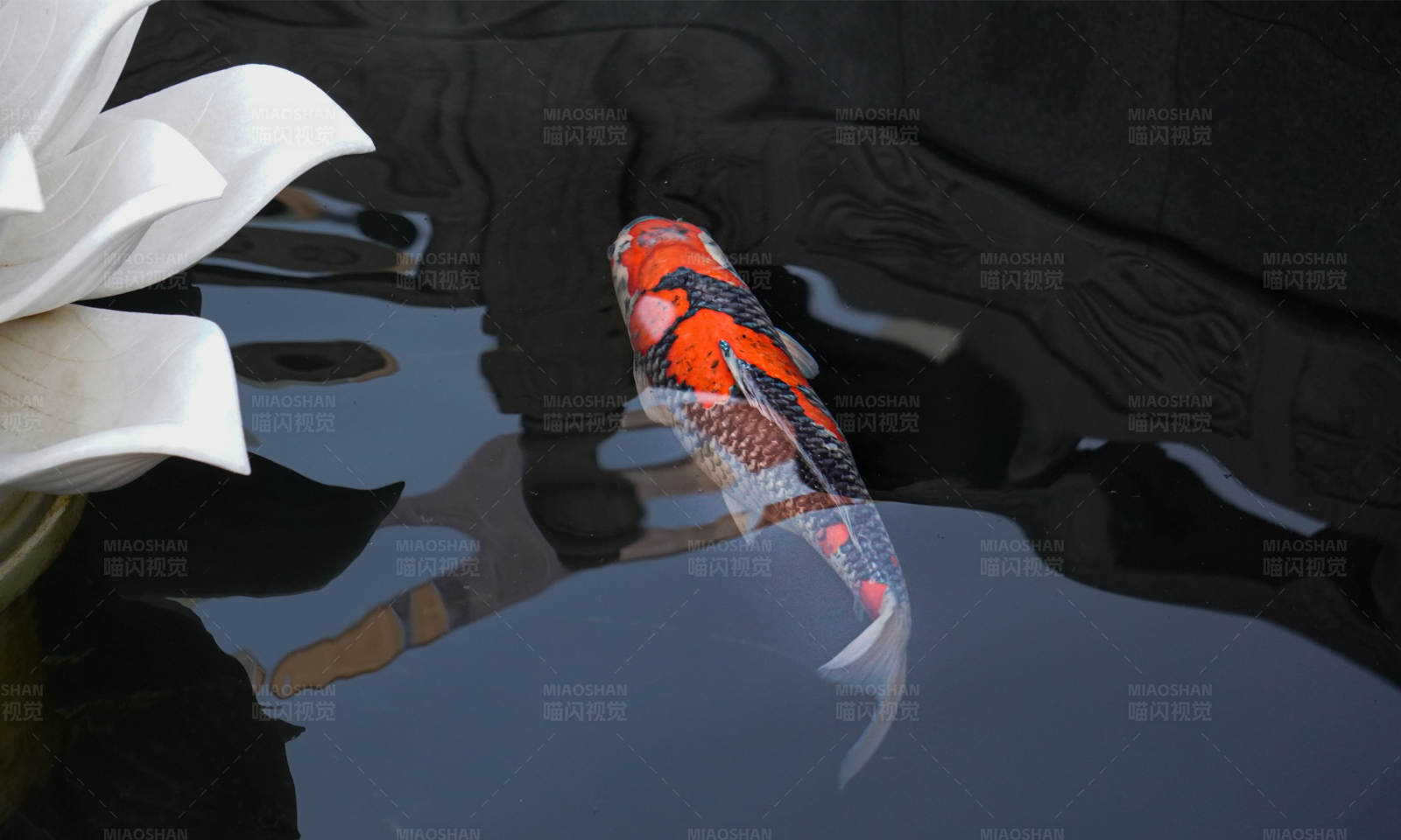 锦鲤游弋 白莲相伴图片