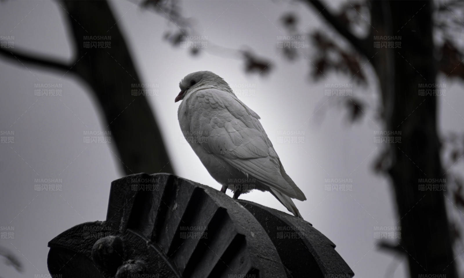孤鸟栖息 秋意浓图片