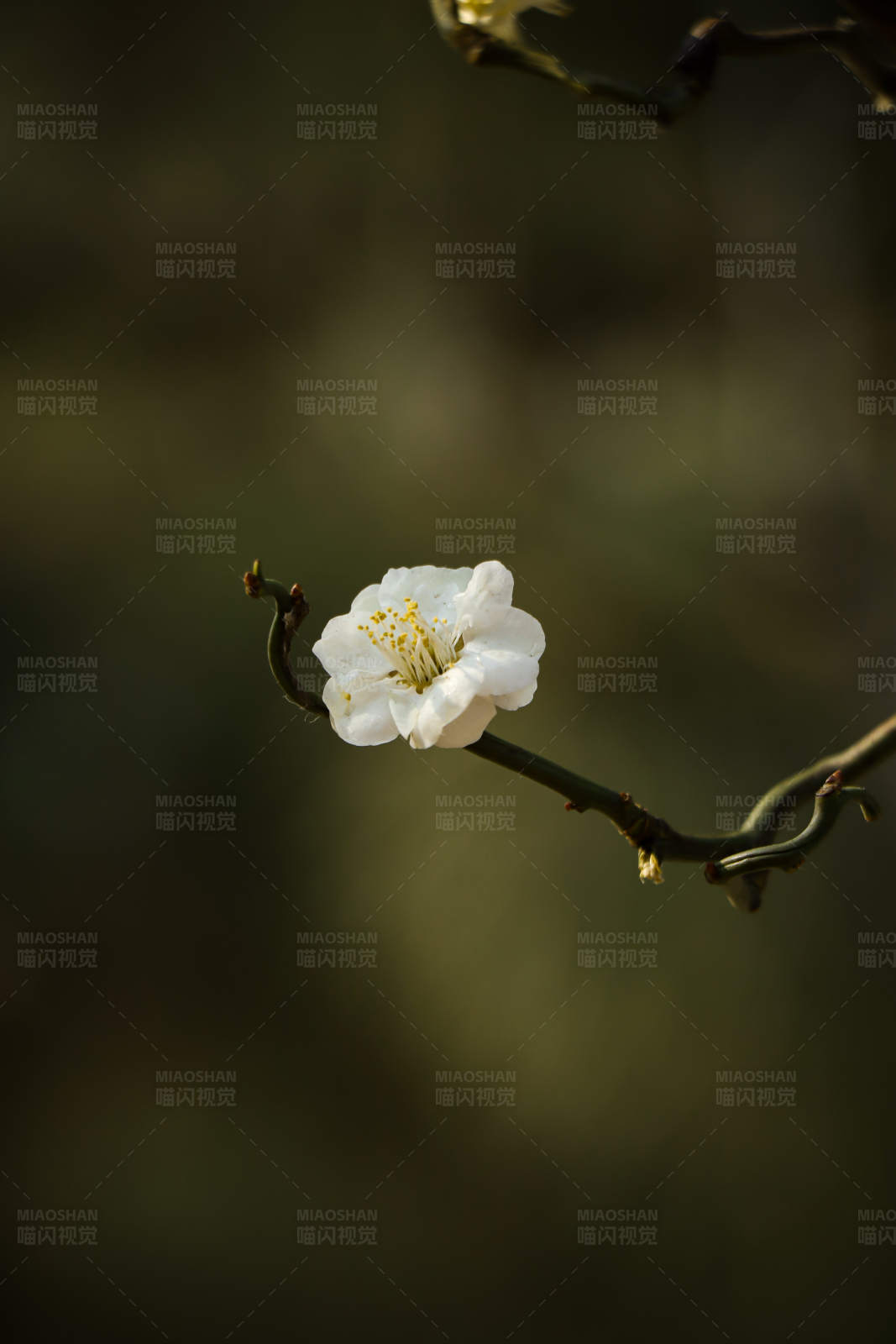 孤芳自赏的梅花图片