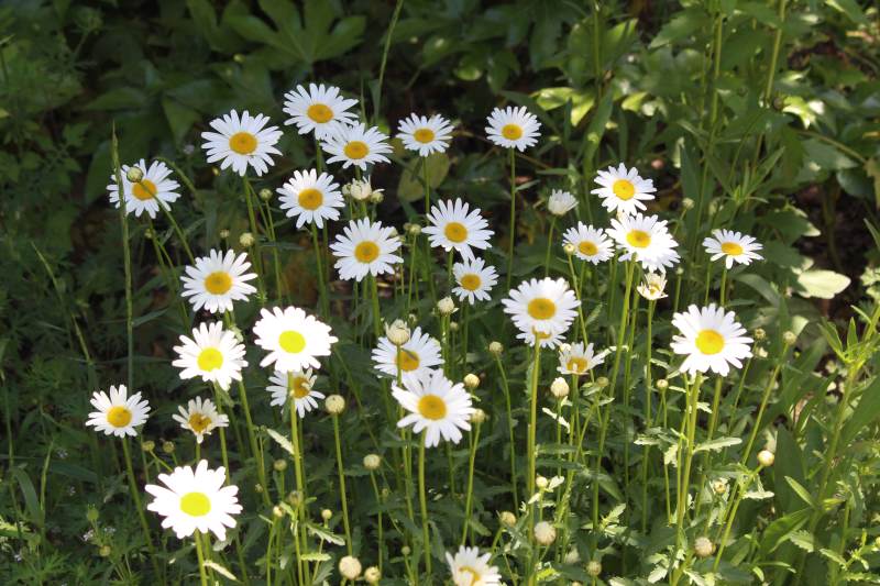 雏菊盛开在阳光下图片