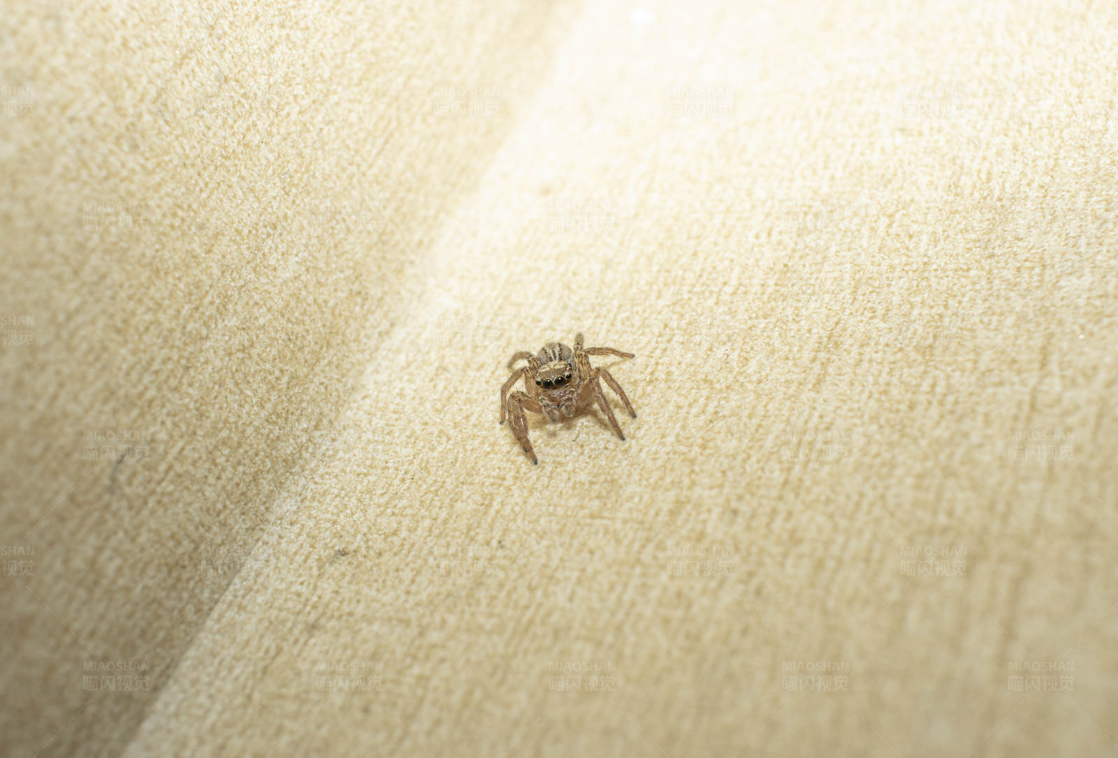 小蜘蛛静候猎物图片