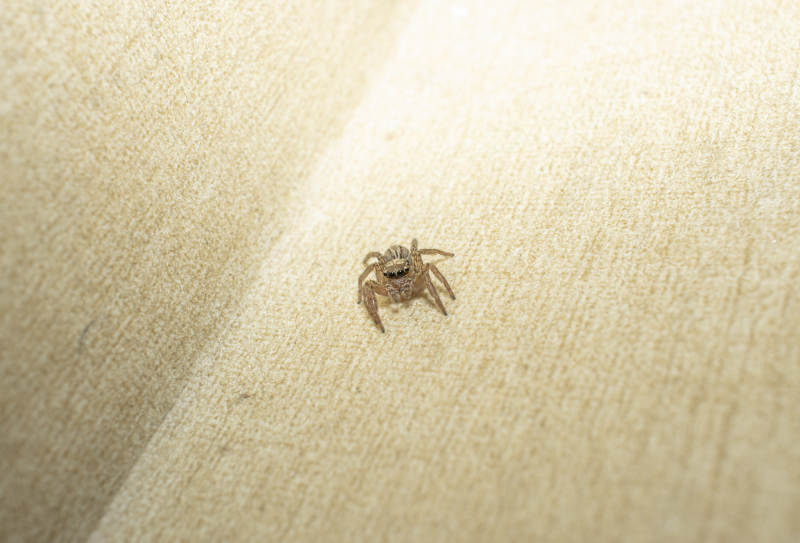 小蜘蛛静候猎物图片