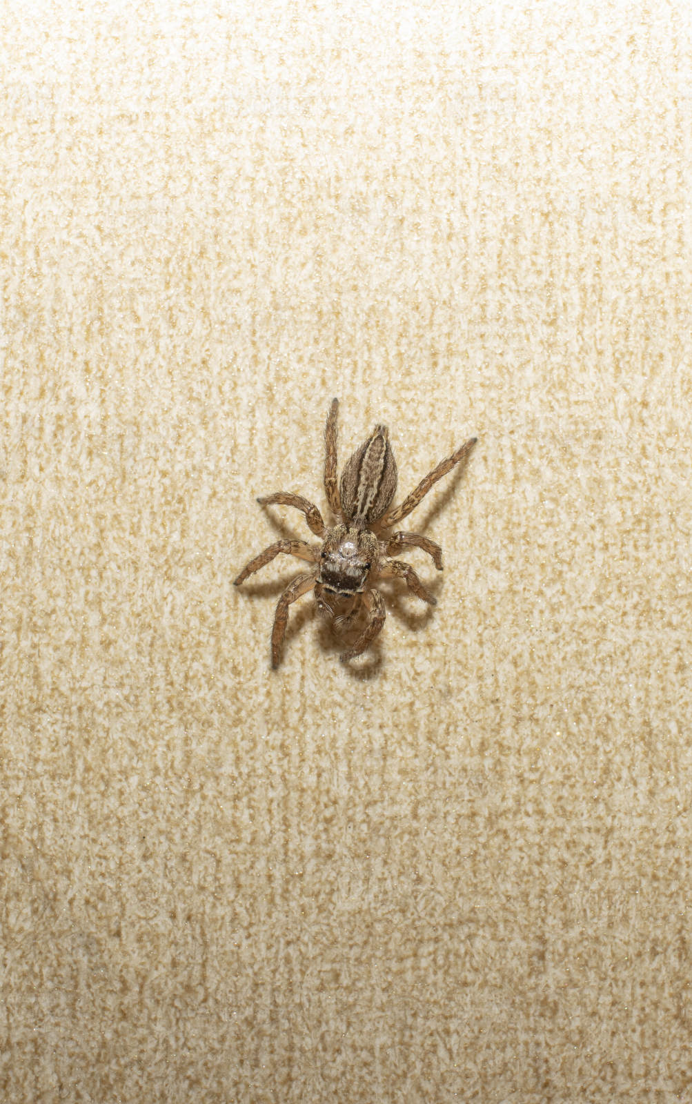 墙上的蜘蛛图片