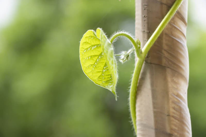 新生藤蔓攀爬竹竿图片