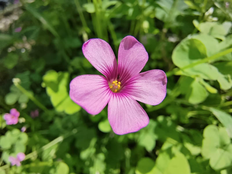 紫色花朵绽放图片