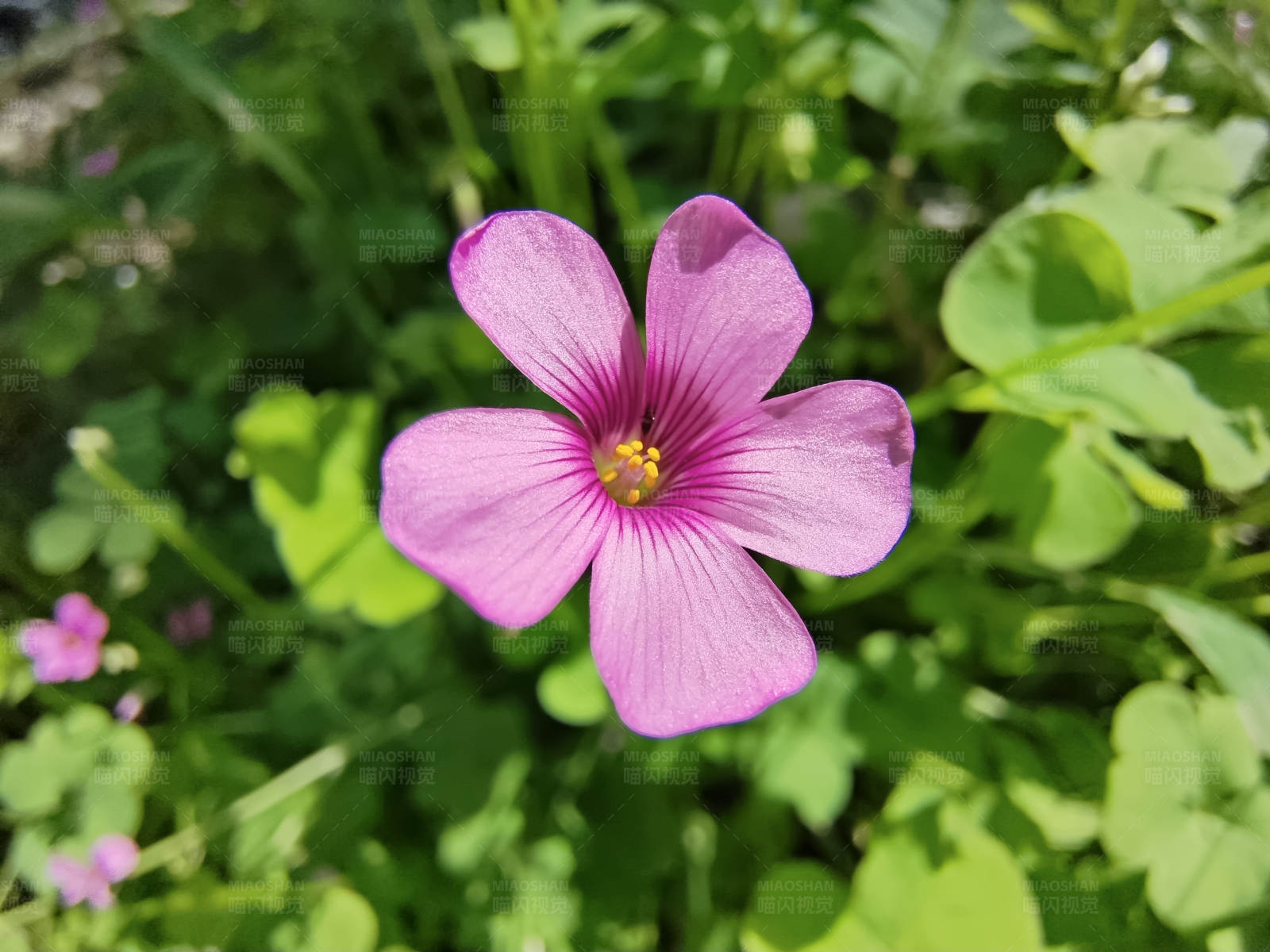 紫色花朵绽放图片