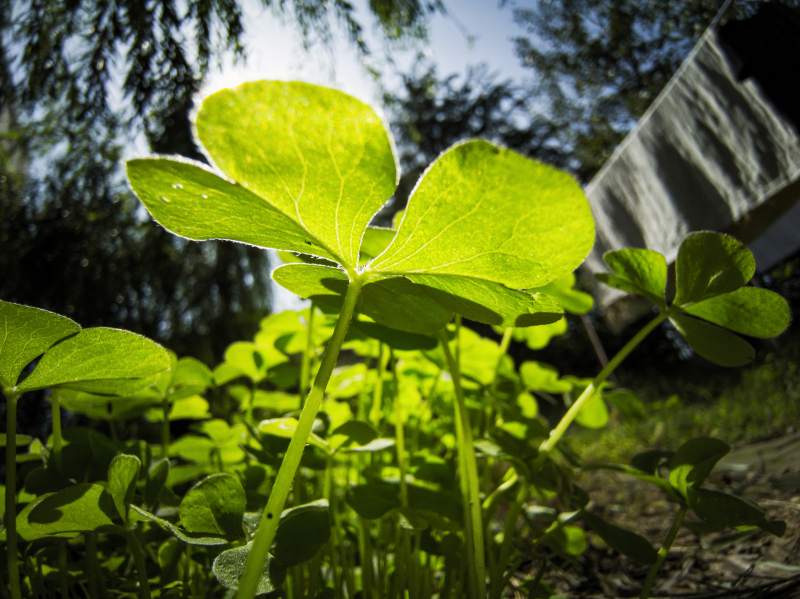 阳光下的三叶草图片