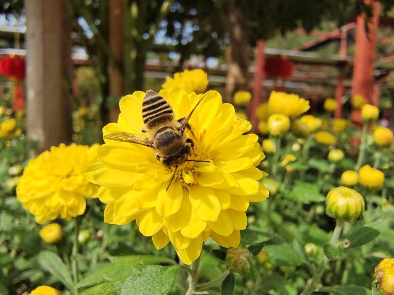 蜜蜂采蜜在黄花上图片