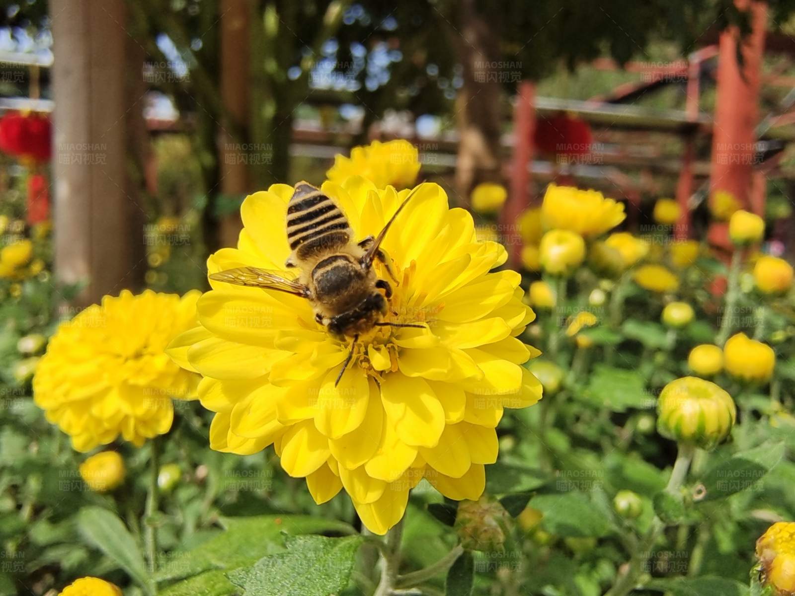 蜜蜂采蜜在黄花上图片