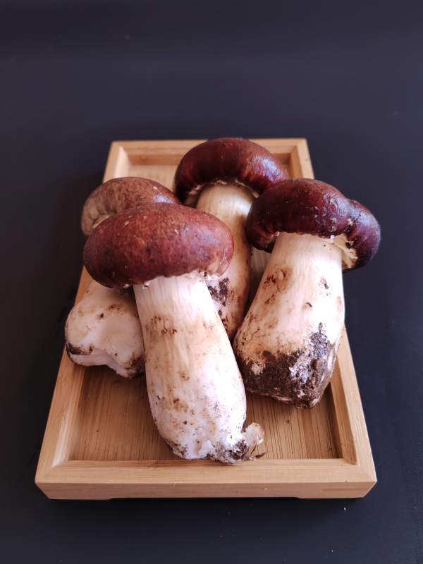 新鲜牛肝菌图片