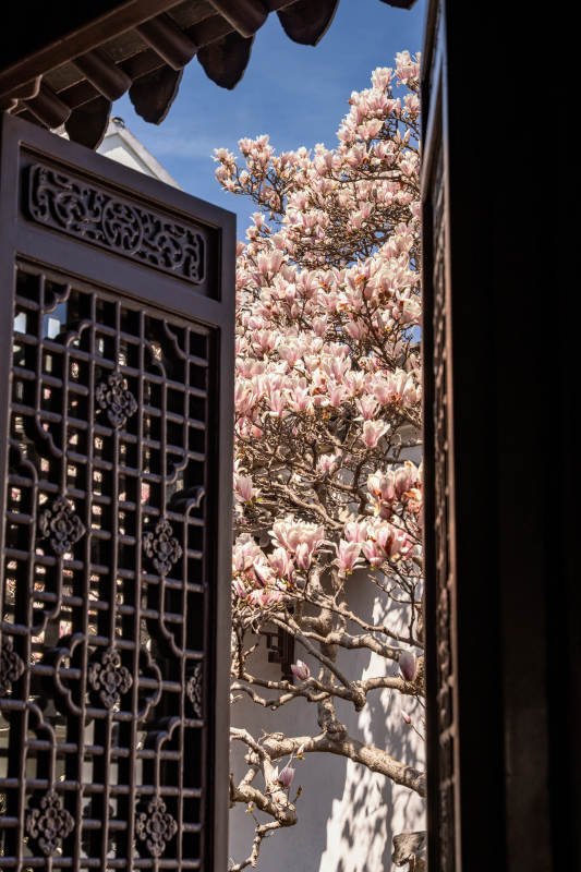 花开半夏 古窗映春图片