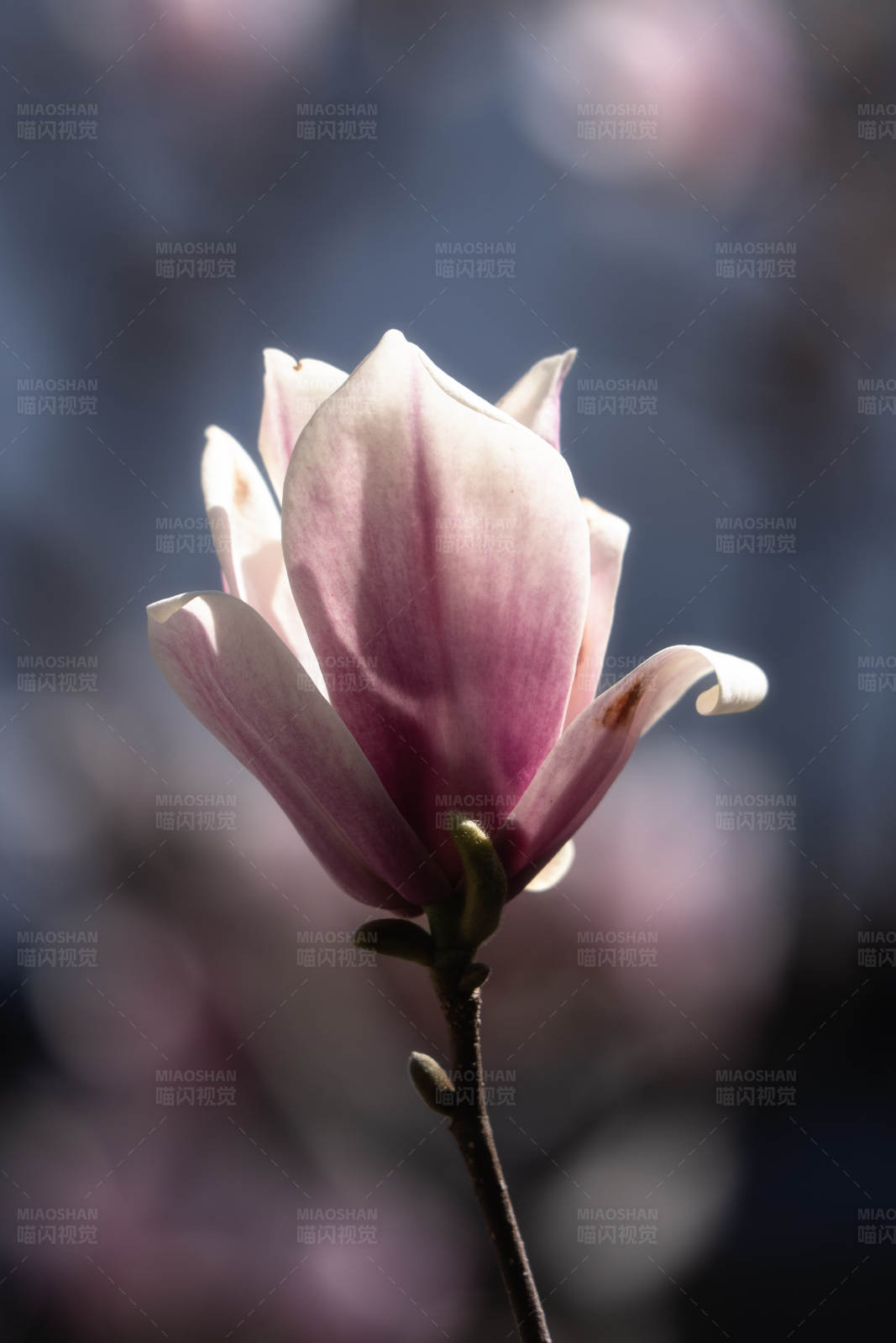 粉白玉兰花的优雅图片