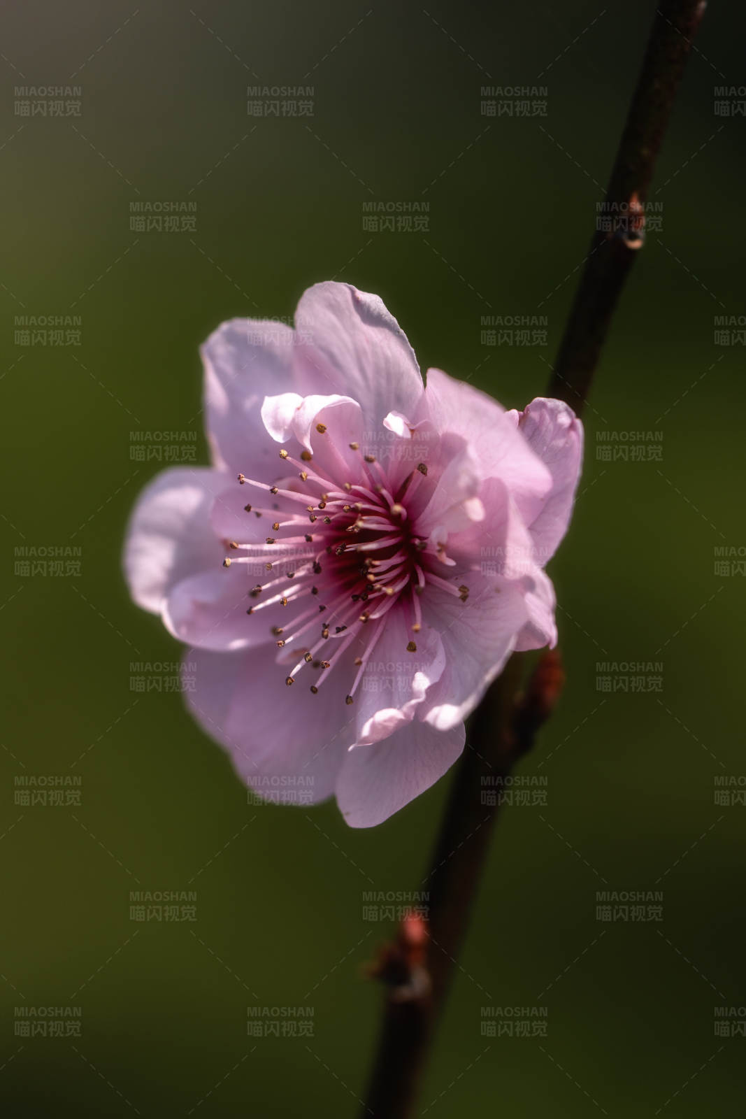 桃花独绽春光里图片