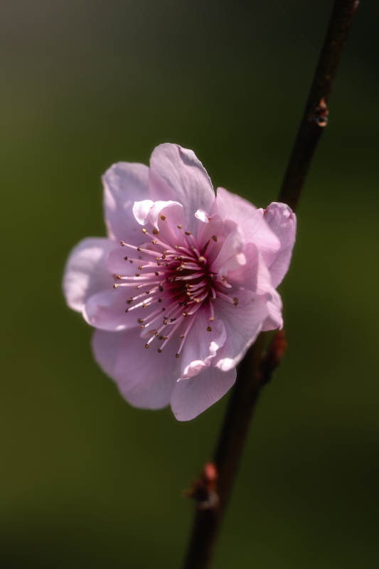 桃花独绽春光里图片