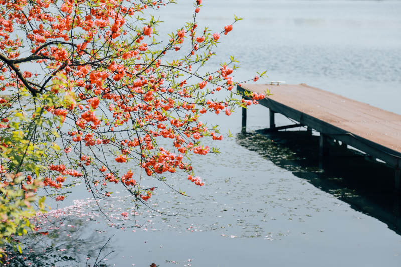 湖畔红花映水桥图片