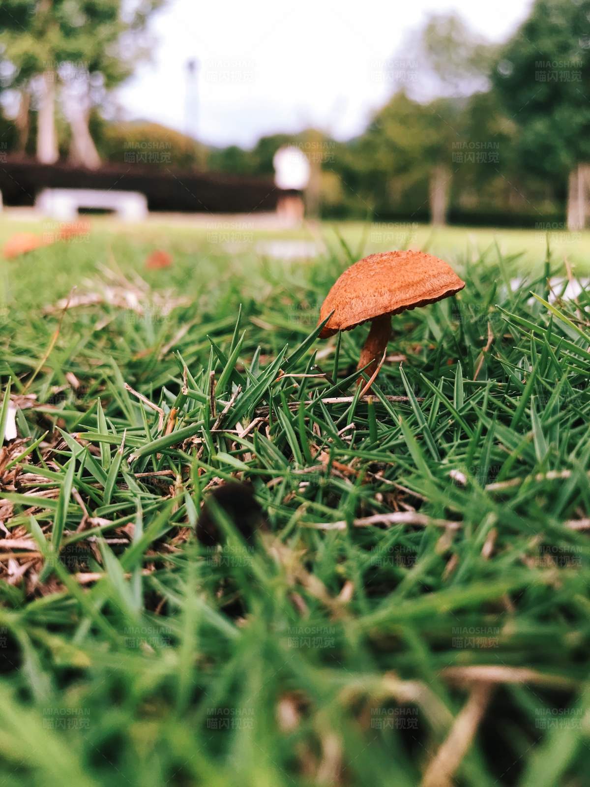 草间独蘑菇图片