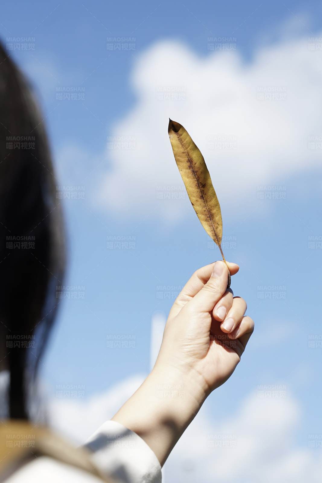 手握秋叶 仰望蓝天图片