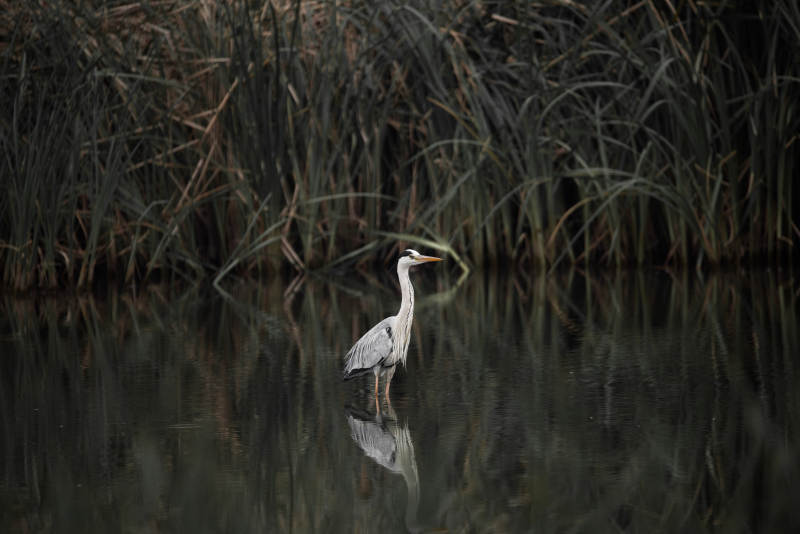 湖中独鸟 静谧之美图片