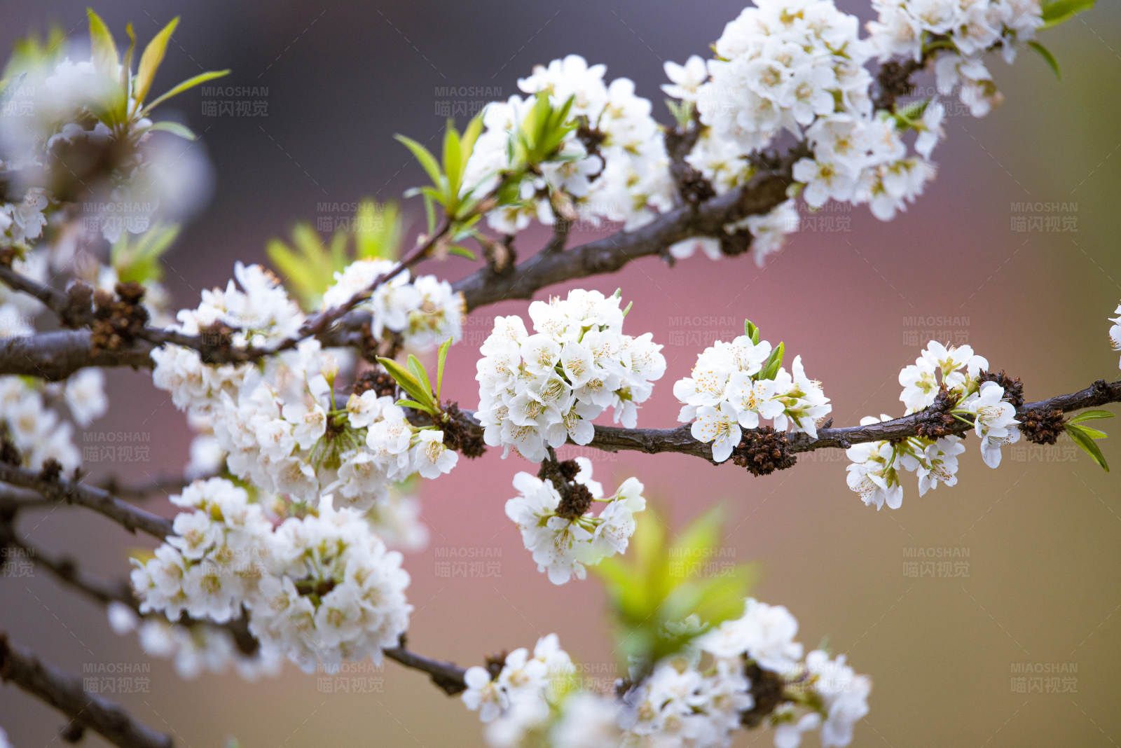 春天的花朵图片