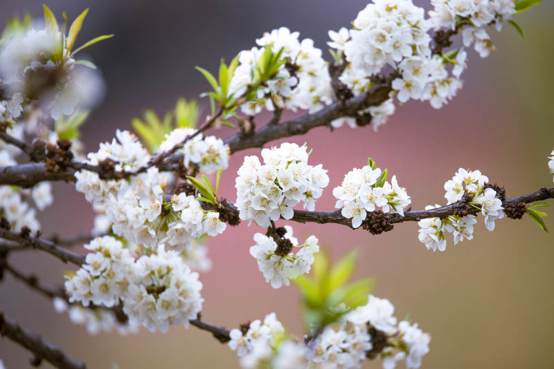 春天的花朵图片