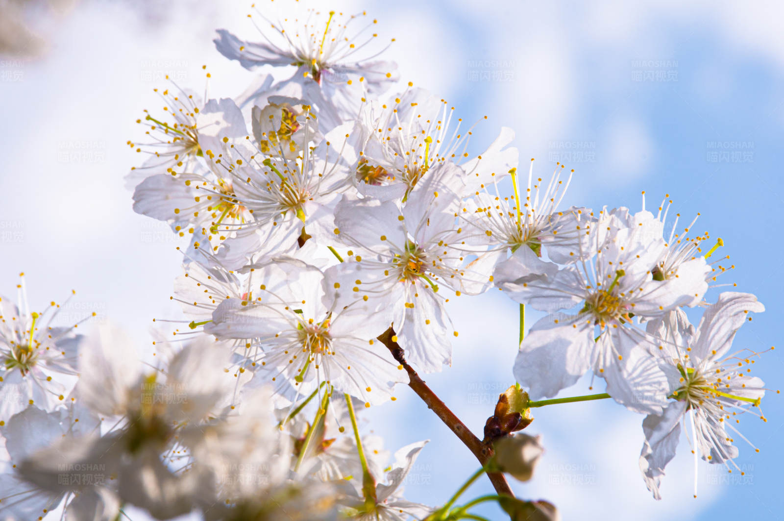 春日樱花绽放图片