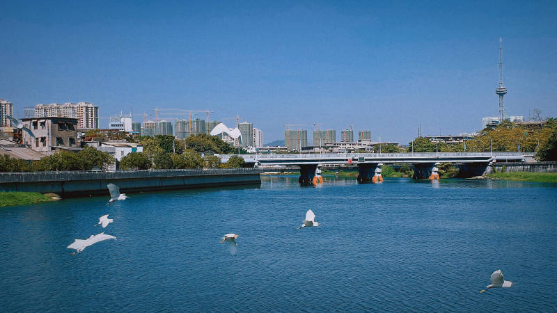 城市河景与飞翔的鸟图片