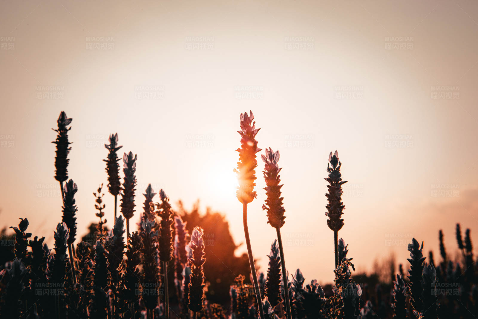 夕阳下的薰衣草图片