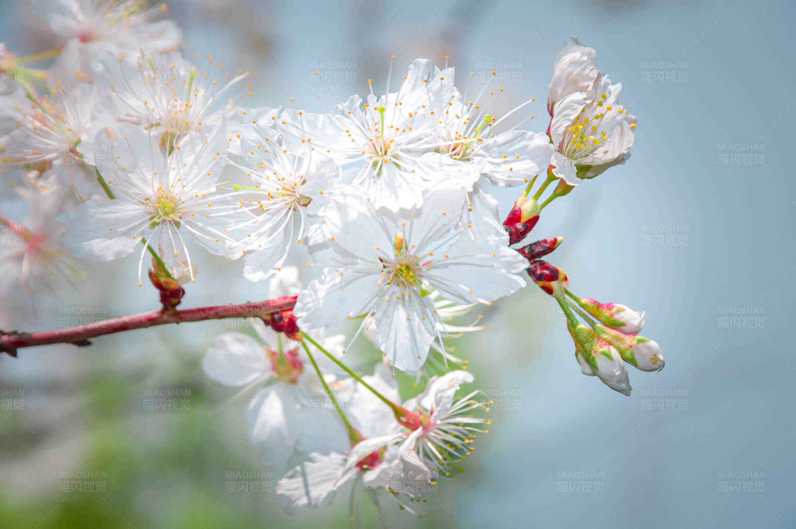 春天的花朵图片