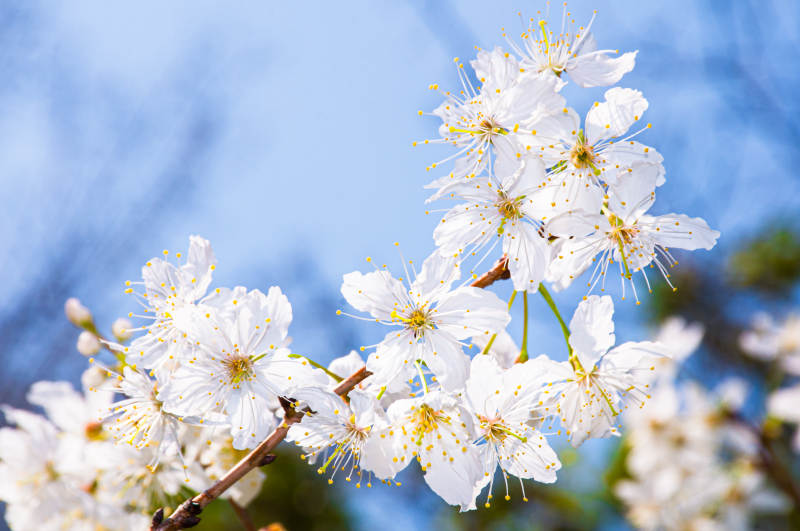 春天的花朵图片