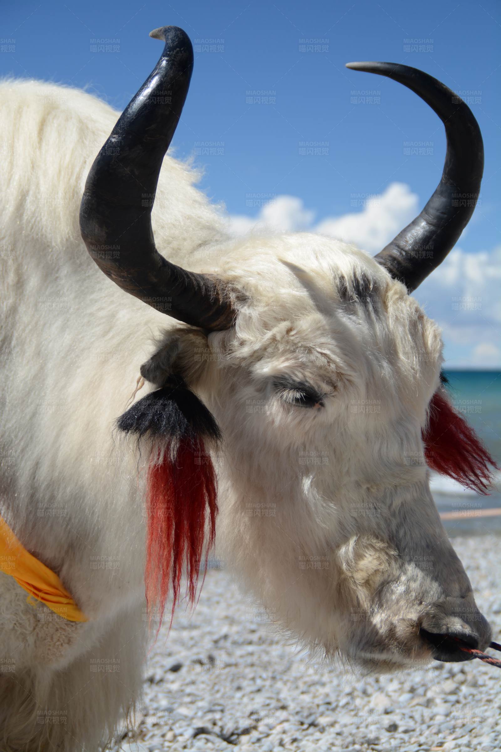 装饰牦牛的海边特写图片
