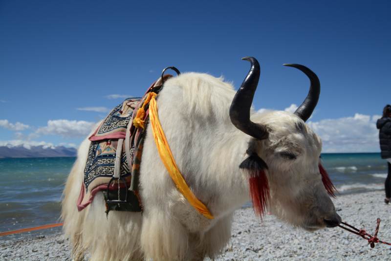 高原上的白色牦牛图片