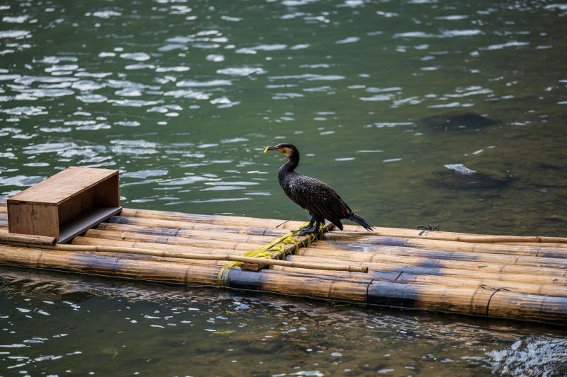 竹筏上的鸬鹚图片