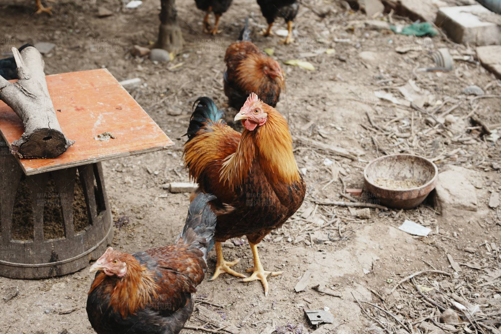乡村鸡群觅食图图片