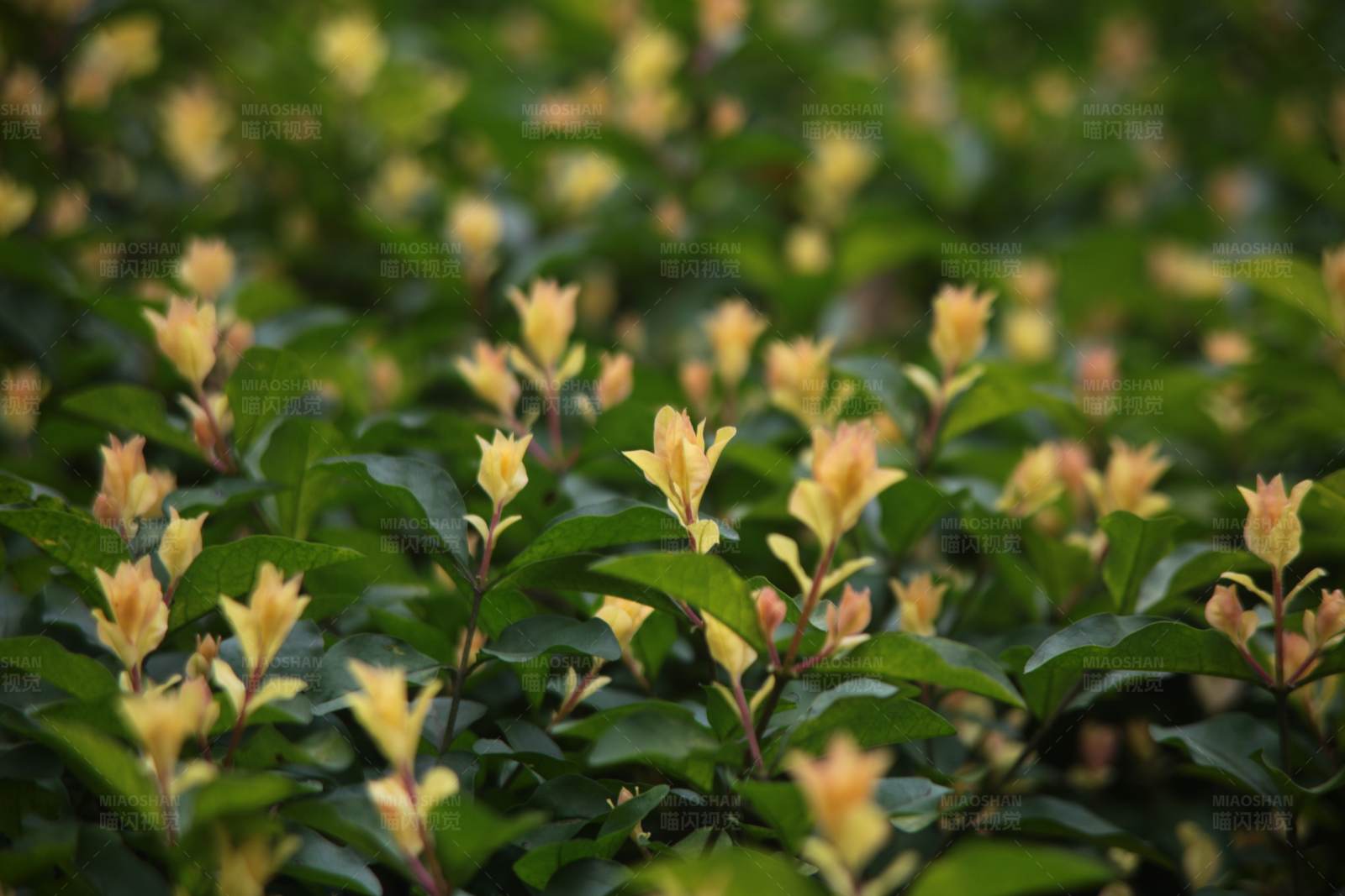 黄花绿叶背景图片